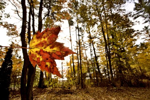 Autumn Leaves on road northern Michigan