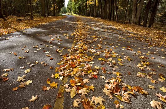 Autumn Leaves on road northern Michigan