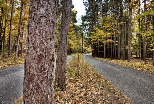 Autumn Leaves on road northern Michigan