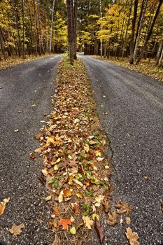 Autumn Leaves on road northern Michigan