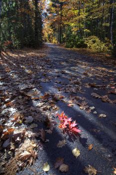 Autumn Trees fall Michigan colors beautiful red orange