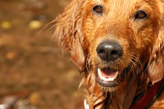orange wet golden retriever dog portrait outdoors