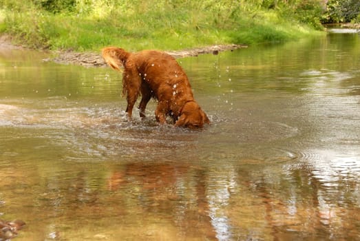 golden retriever dog standing in the middle of the river with a head in water