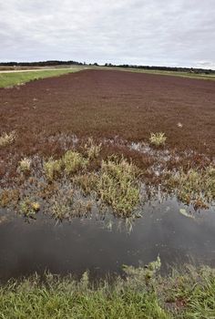 Cranberry Bog Wisconsin field USA juice and jam and spread