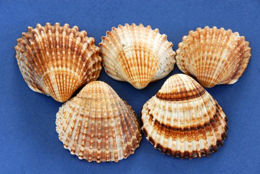 five colorful various sea shells over blue background