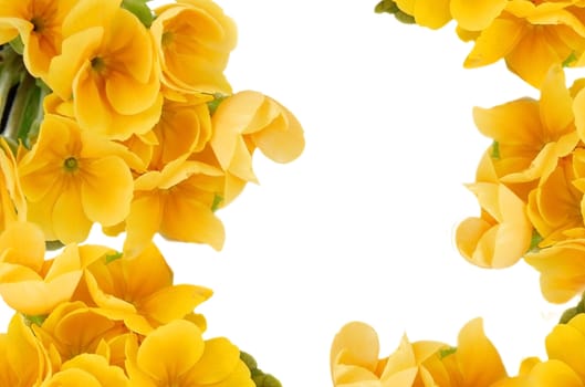 yellow spring flowers frame over white background