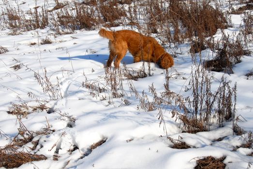 orange young golden retriever dog sniffing at snow