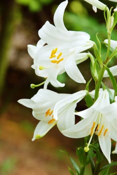 natural blooming white lily flowers details outdoors