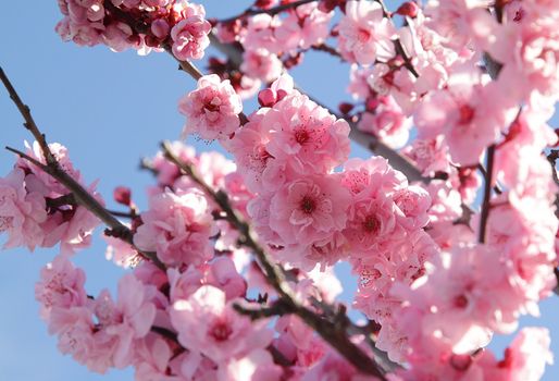 Pink flowers on blooming tree over blue sky
