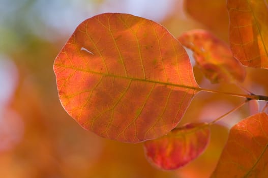 Autumn background, made of leaves with different colors