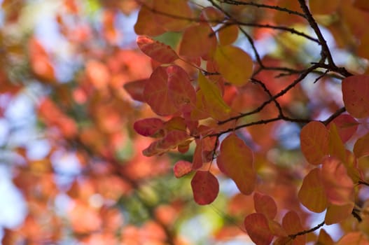 Autumn background, made of leaves with different colors