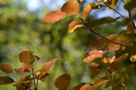 Autumn background, made of leaves with different colors