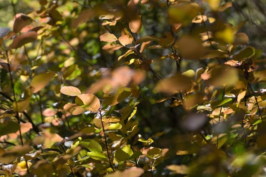 Autumn background, made of leaves with different colors