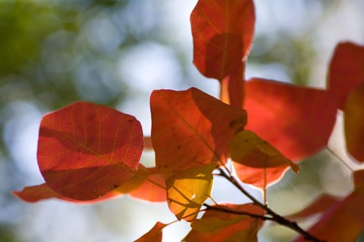 Autumn background, made of leaves eith different colors