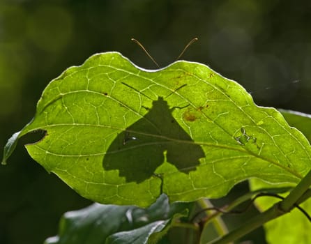 Butterfly tries to hide behind a leaf, the shadow and the antennas betrays it.