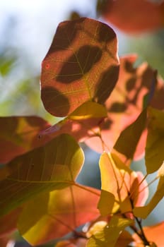 Autumn background, made of leaves with different colors