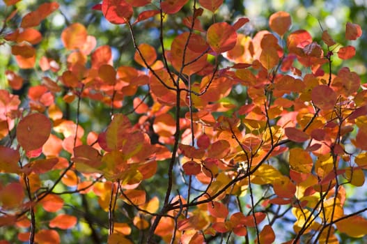 Autumn background, made of leaves with different colors