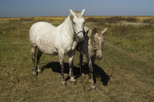 A horse and a foal on a pasture together