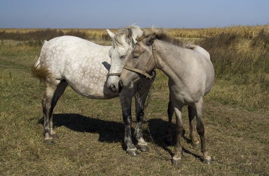 Feelings of a horse and a foal grazing on a pasture together