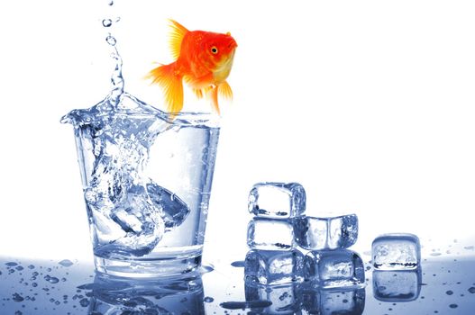 goldfish in water glass fishtank isolated on white background