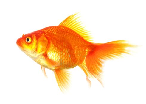 swimming single goldfish isolated on white showing lonelyness concept