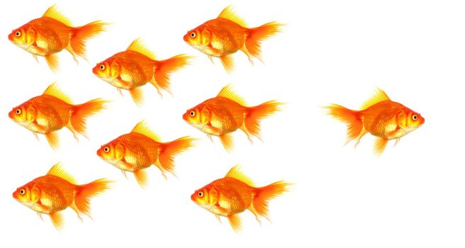 goldfish showing discrimination success individuality leadership or motivation concept