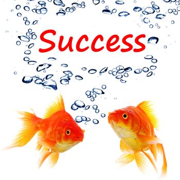 goldfish and word success showing business finance or growth concept