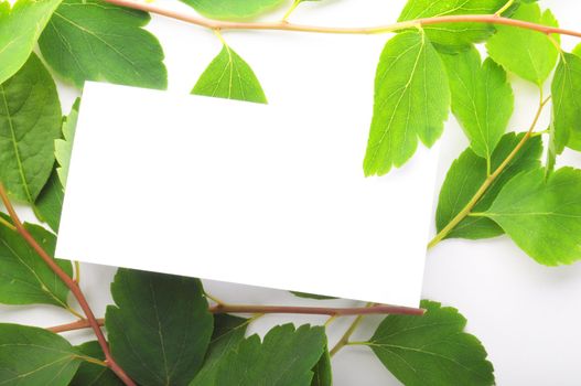 blank or empty sheet of paper with green nature leaf