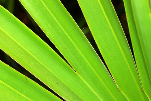 The frond of a saw palmetto (Serenoa repens) in central Florida.