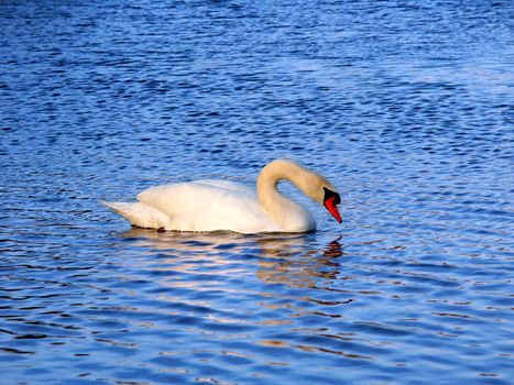A bright Mute Swan (Cygnus olor) at Kickapoo State Park in Illinois.