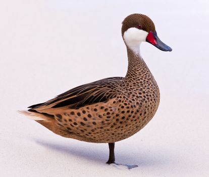 White-cheeked pintail or Bahama Duck on white sandy beach on St Thomas in US Virgin Islands