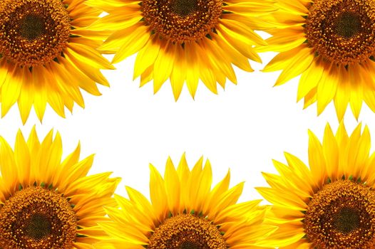 background of sunflowers in summer with copyspace for text