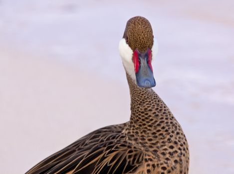 White-cheeked pintail or Bahama Duck on white sandy beach on St Thomas in US Virgin Islands