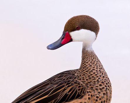 White-cheeked pintail or Bahama Duck on white sandy beach on St Thomas in US Virgin Islands