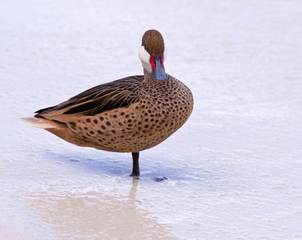 White-cheeked pintail or Bahama Duck on white sandy beach on St Thomas in US Virgin Islands