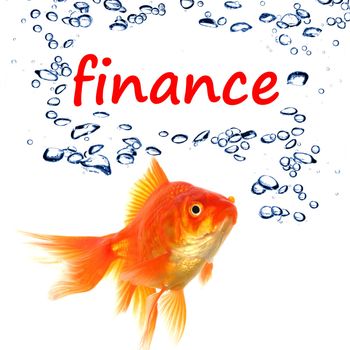 word finance and goldfish showing business financial investment banking or success concept