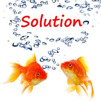 solution word and goldfish showing business problem or success concept