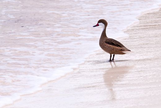 White-cheeked pintail or Bahama Duck on white sandy beach on St Thomas in US Virgin Islands