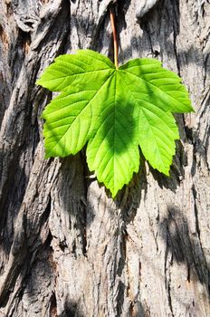 leaf wood and copyspace showing summer concept