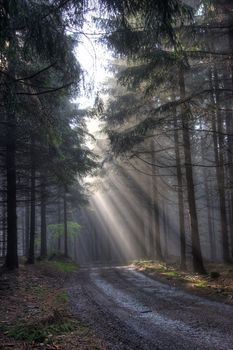 Image of the coniferous forest early in the morning - early morning fog