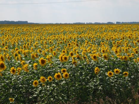 Field of sunflowers, nature of Bashkortostan, Russia