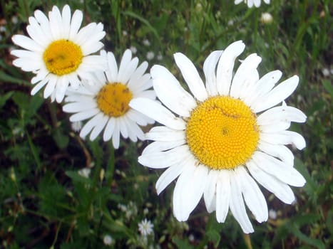 Field of camomiles, wild wood in Bashkortostan, Russia