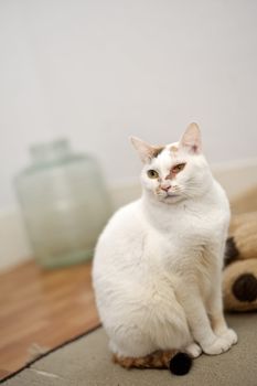 Sick cat on one eye with elegant pose on ground.