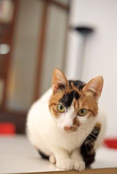 Curious and cut cat stare at you, pet sit on table.