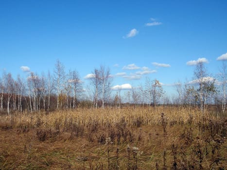 Wild wood field, nature of Bashkortostan, Russia