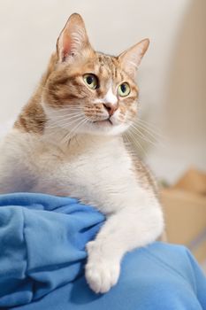 Leadership, cat on man's shoulder with confident expression.