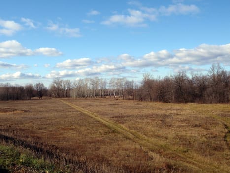 Wild wood field, nature of Bashkortostan, Russia