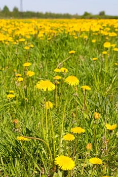 Several dandelion flowers on background of flowering field Image with shallow depth of field