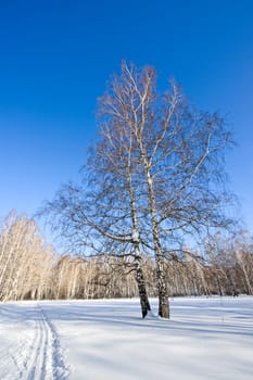 Two birch trees against a background of snowy fields and forests, Russia.
