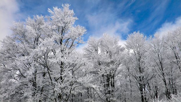 winter forest with frosted tree branches over blue sky background